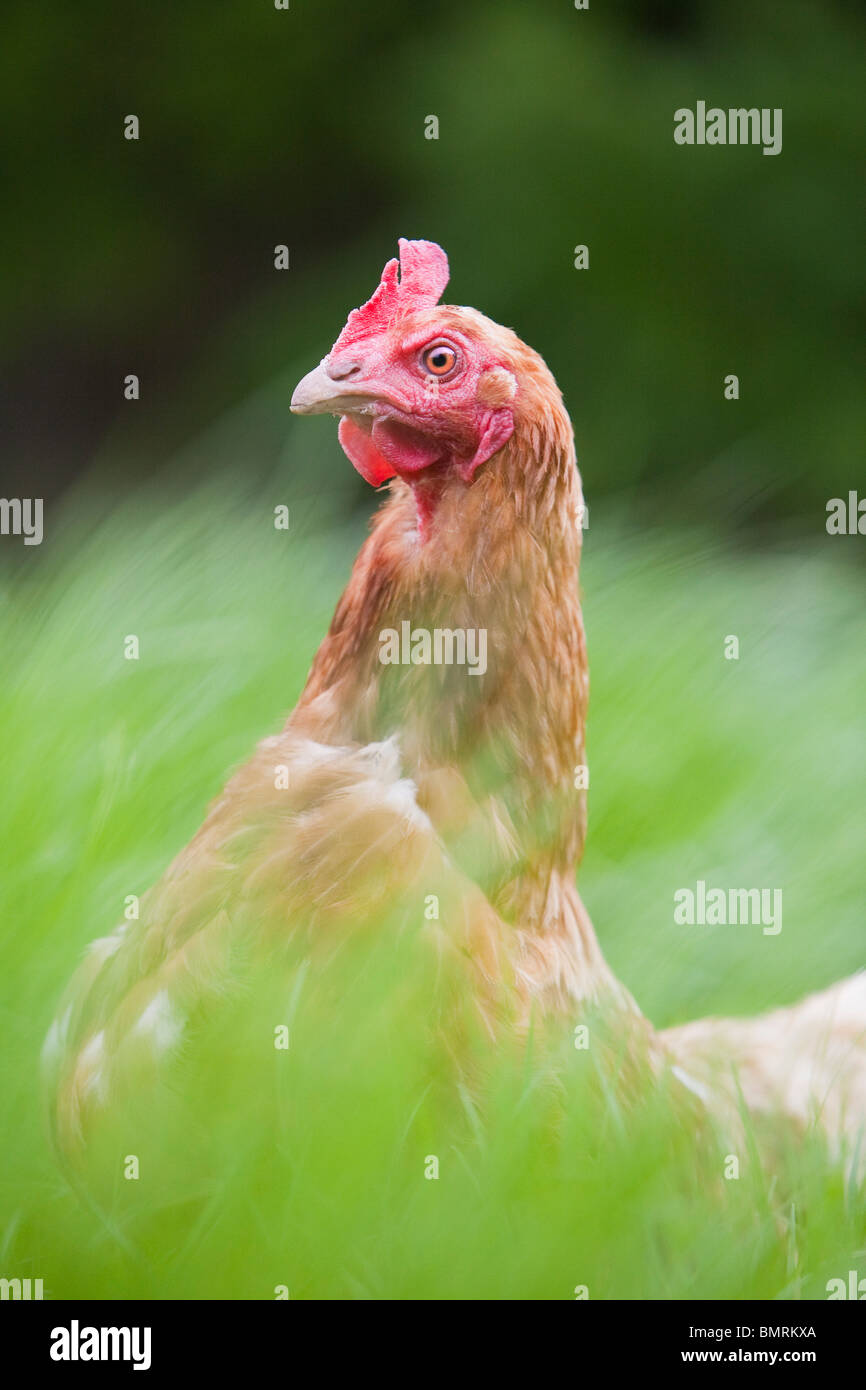 Un hybride de Rhode Island Red Hen poulet (Gallus gallus domesticus) sur une ferme dans le Lincolnshire, Angleterre Banque D'Images