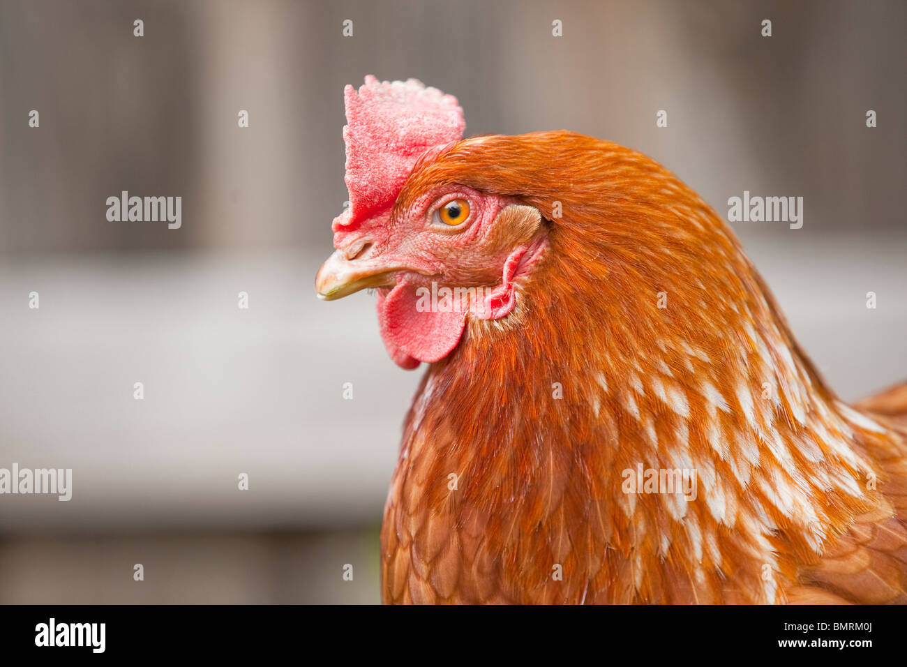 Un hybride de Rhode Island Red Hen poulet (Gallus gallus domesticus) sur une ferme dans le Lincolnshire, Angleterre Banque D'Images