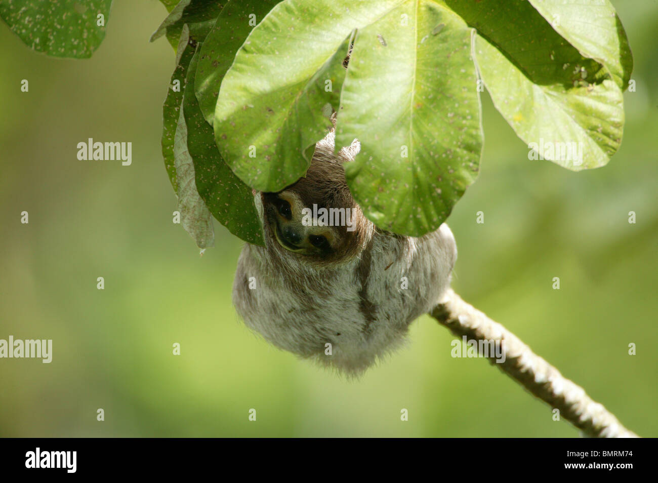 Trois-toed Sloth, Bradypus variegatus, dans les 265 hectares du parc métropolitain de la forêt tropicale, la ville de Panama, République du Panama. Banque D'Images