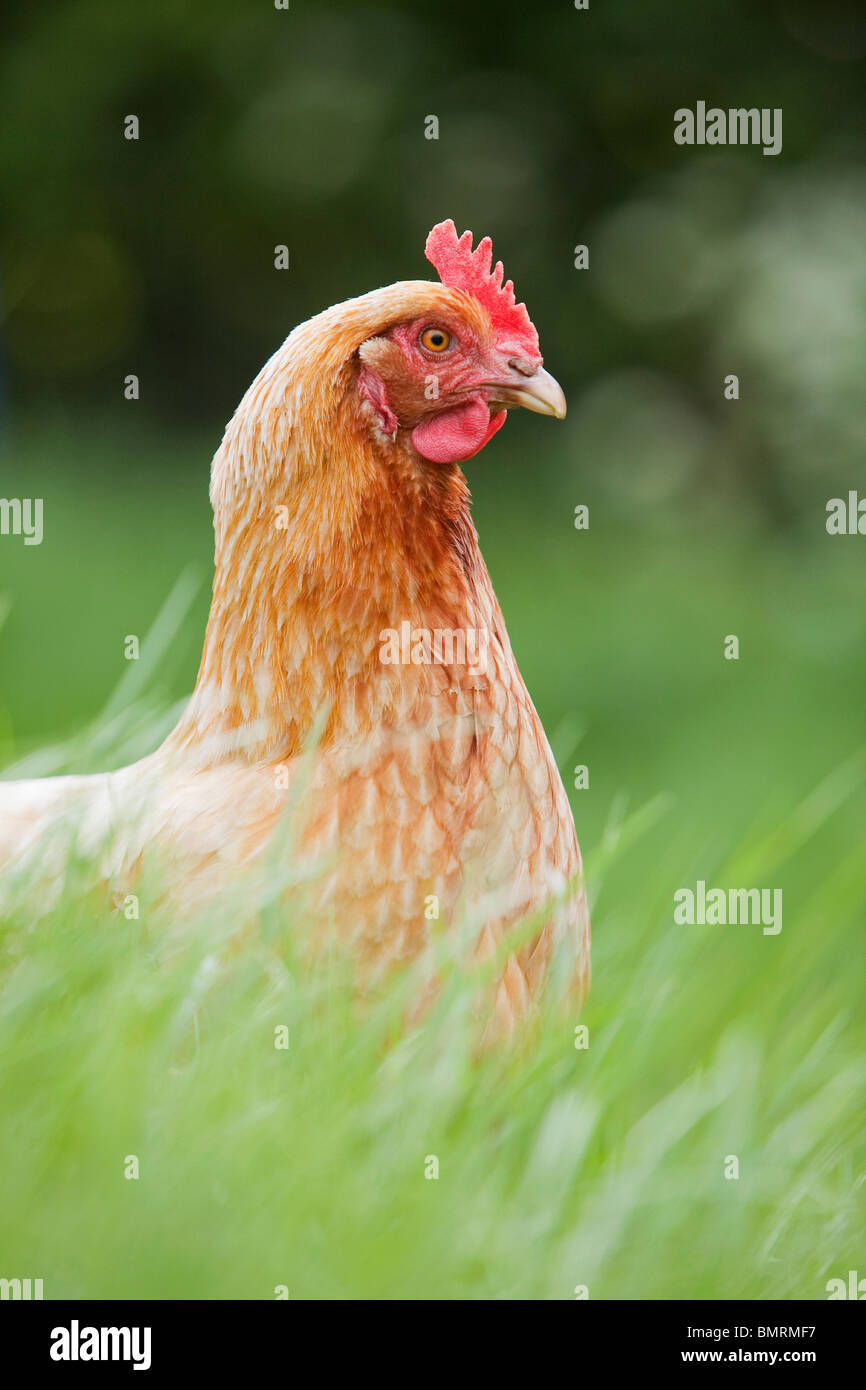 Un hybride de Rhode Island Red Hen poulet (Gallus gallus domesticus) sur une ferme dans le Lincolnshire, Angleterre Banque D'Images