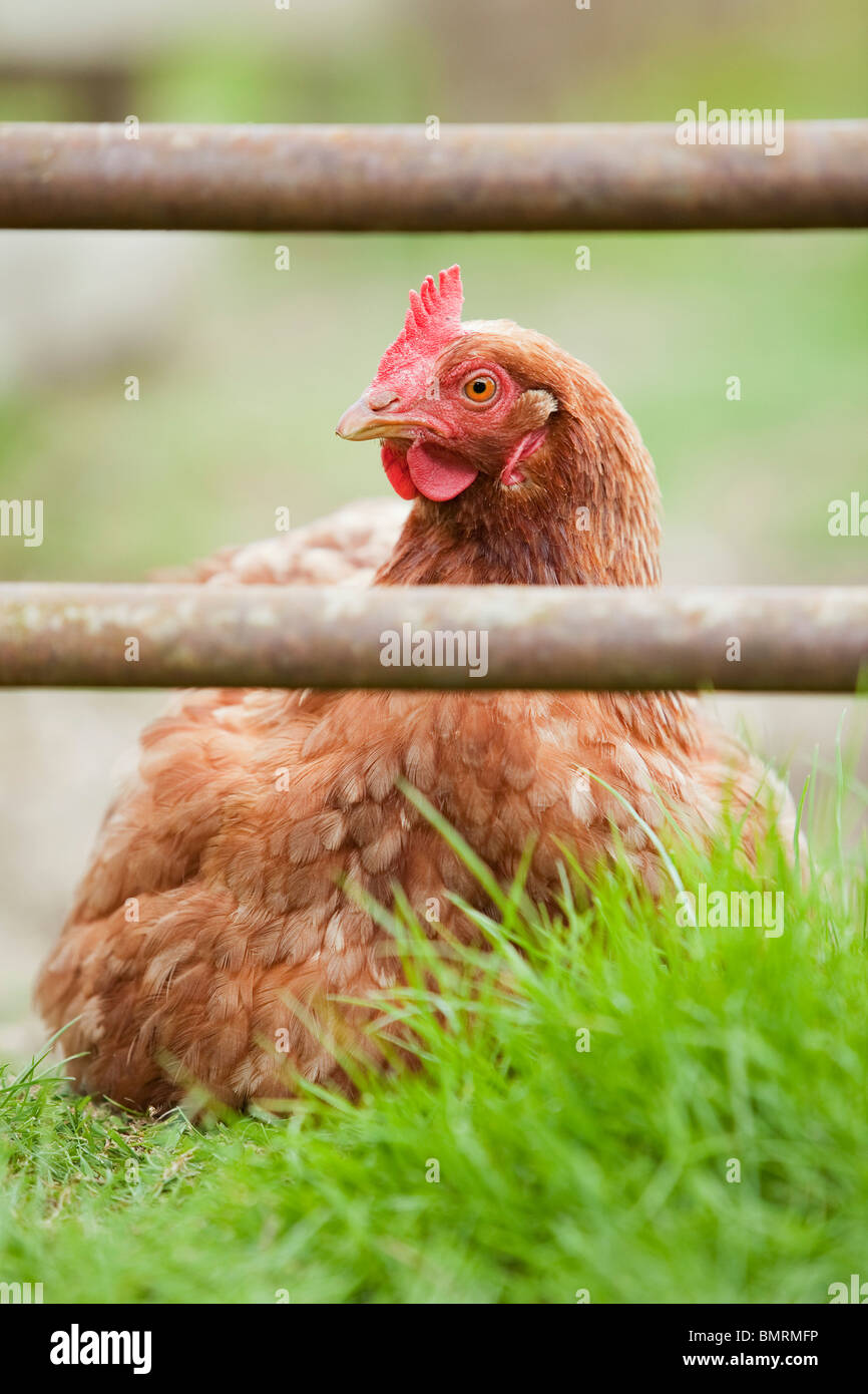 Un hybride de Rhode Island Red Hen poulet (Gallus gallus domesticus) sur une ferme dans le Lincolnshire, Angleterre Banque D'Images