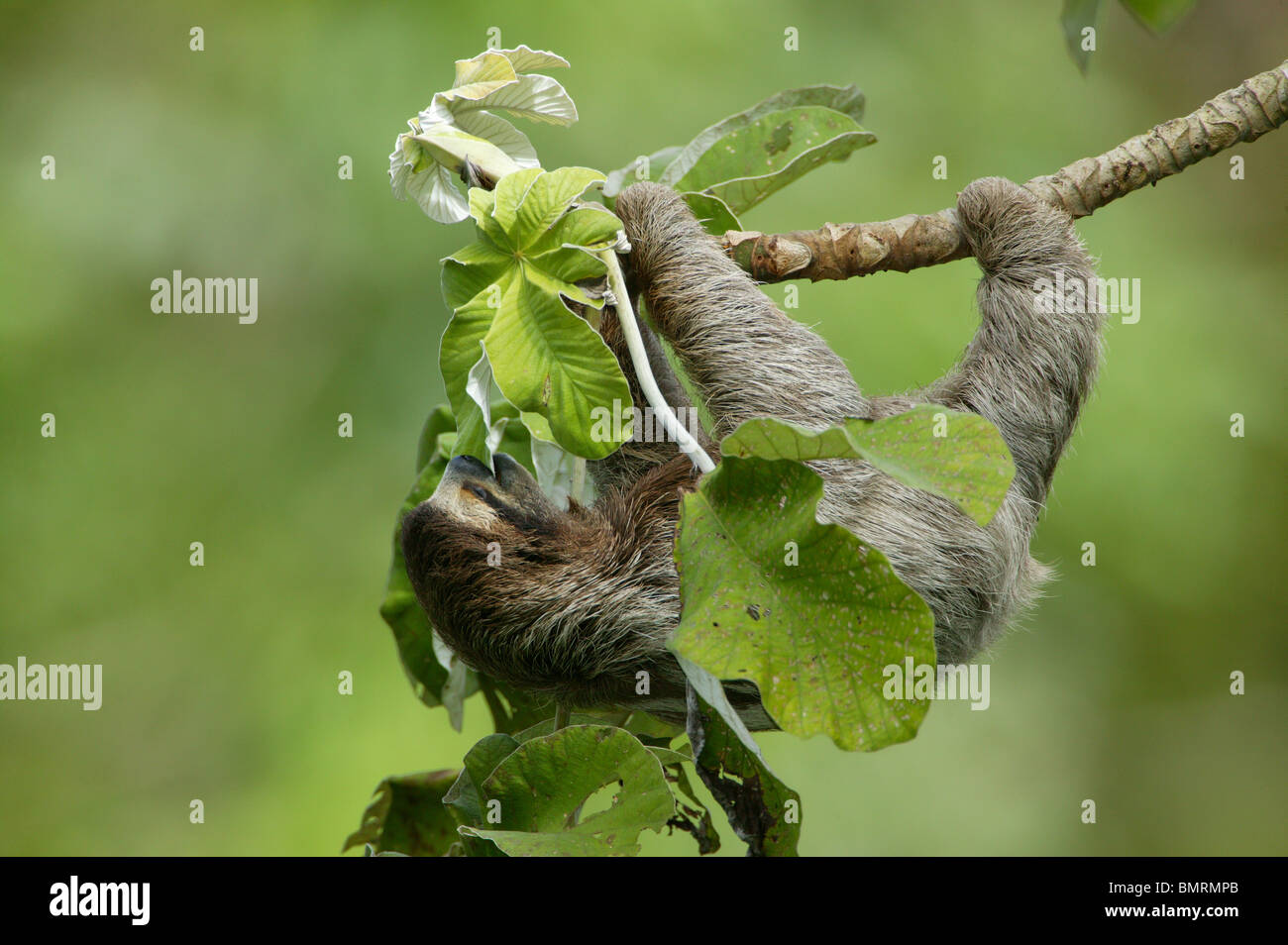 Trois-toed Sloth, Bradypus variegatus, dans les 265 hectares du parc métropolitain de la forêt tropicale, la ville de Panama, République du Panama. Banque D'Images