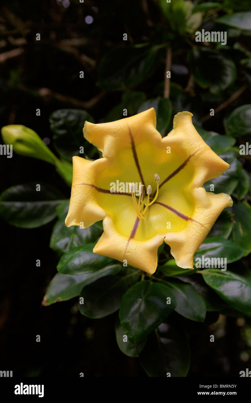 Tasse d'or, jardin d'Eden, jardin botanique, Hana Coast, Banque D'Images