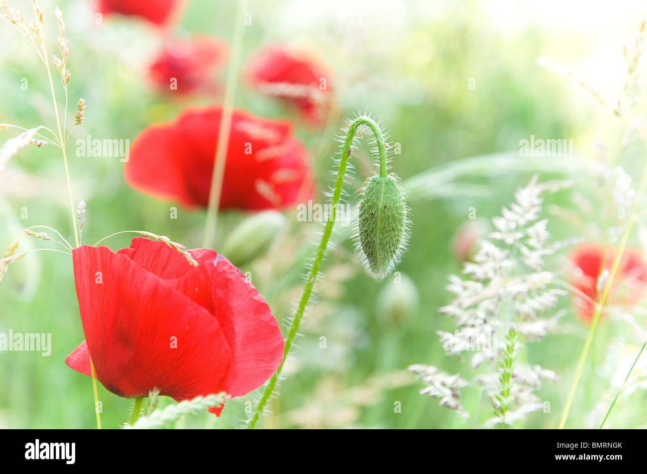 Coquelicot Banque D'Images