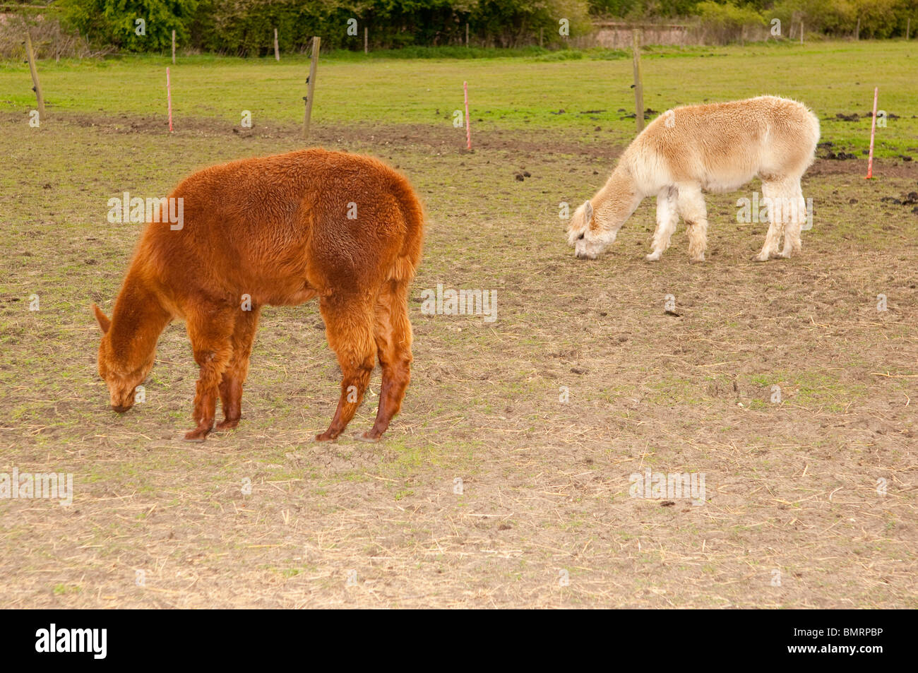 Les alpagas à la ferme jouer Moo à Brampton dans Suffolk , Bretagne , France Banque D'Images