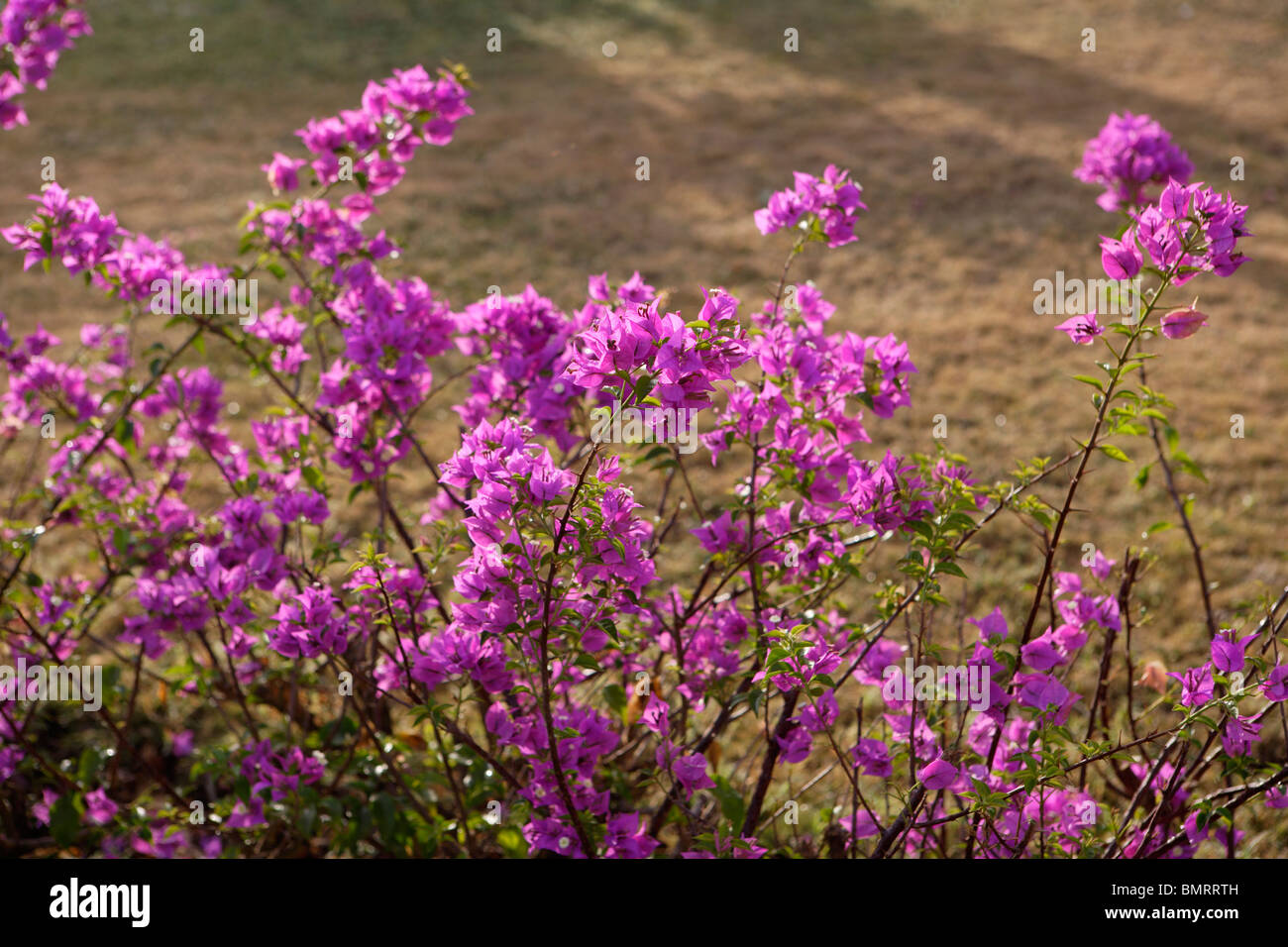 Des fleurs DANS LE JARDIN DANS LE PARC DE LOUER L'ÉGLISE DE ST. François D'ASSISE ET CATHÉDRALE SE,OLD GOA VELHA Goa, Inde, Banque D'Images