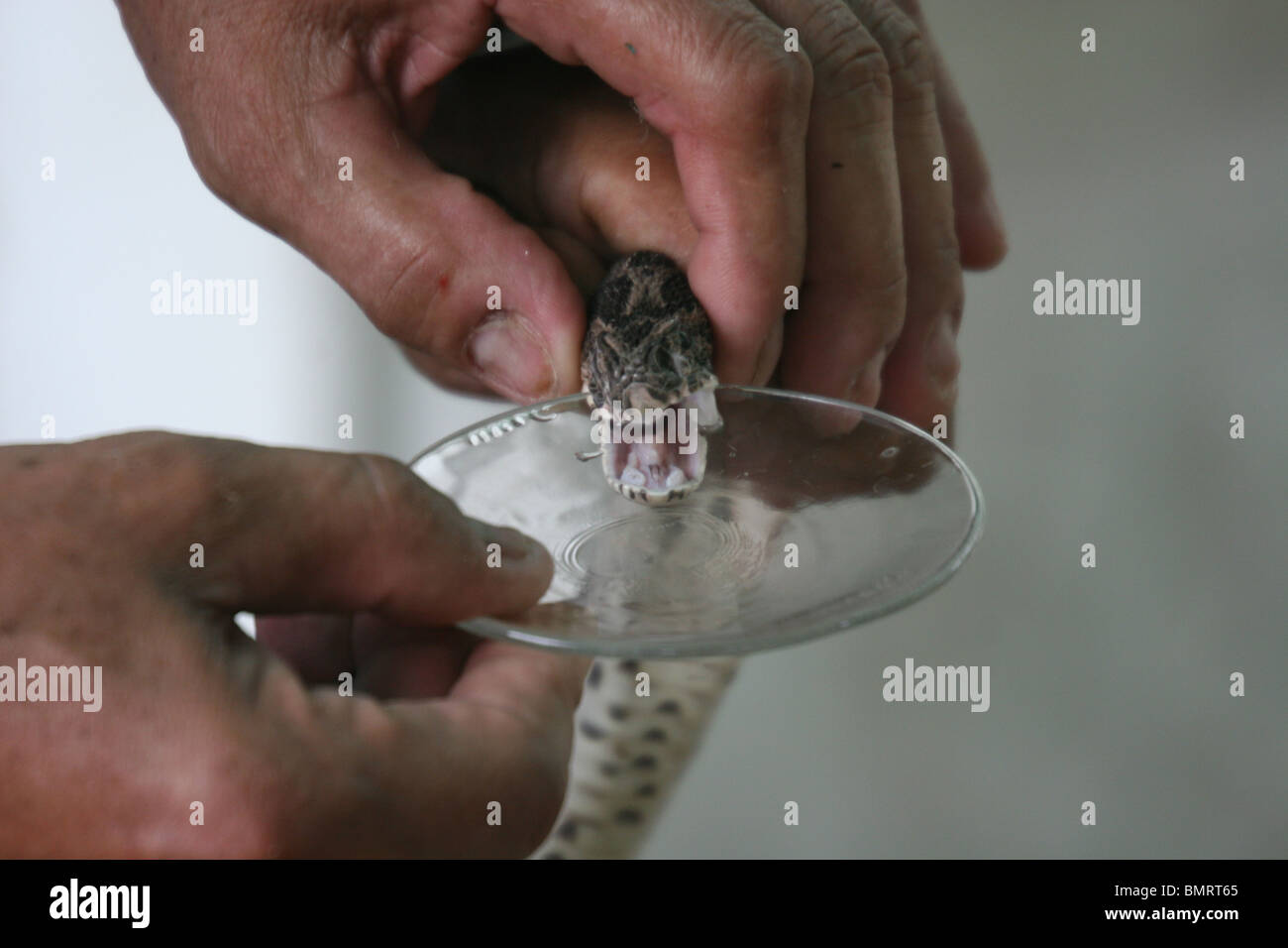 L'extraction de venin de serpent Banque D'Images