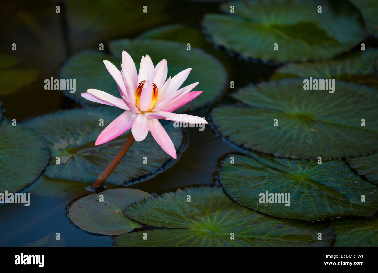 L'eau de rose avec Fleur de Lys Nénuphar vert dans l'arrière-plan d'un étang sombre Banque D'Images