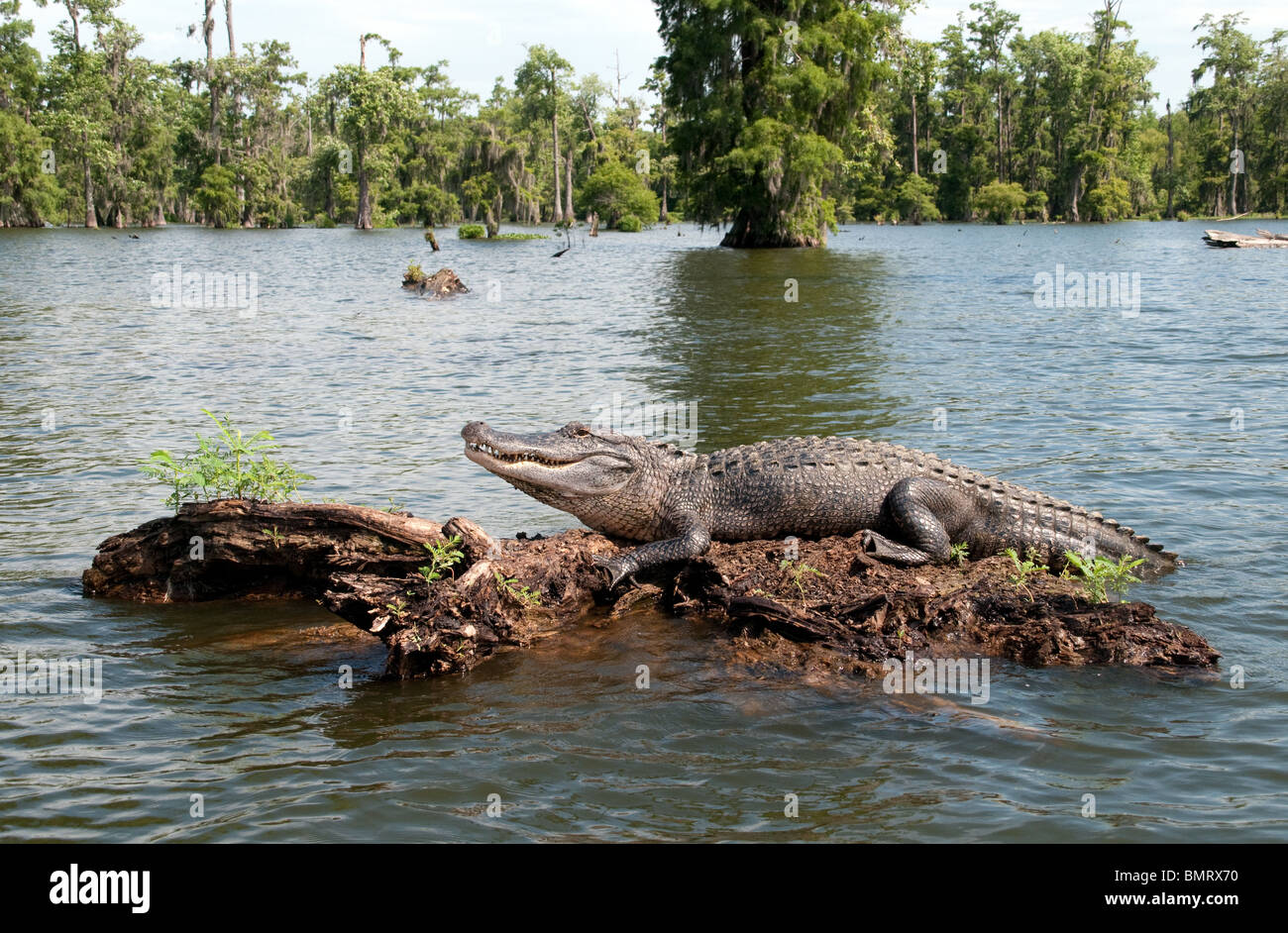 Un alligator adultes sauvages sur la surface d'un marais dans la Réserve faunique nationale de l'Atchafalaya, dans le sud de la Louisiane, États-Unis. Banque D'Images