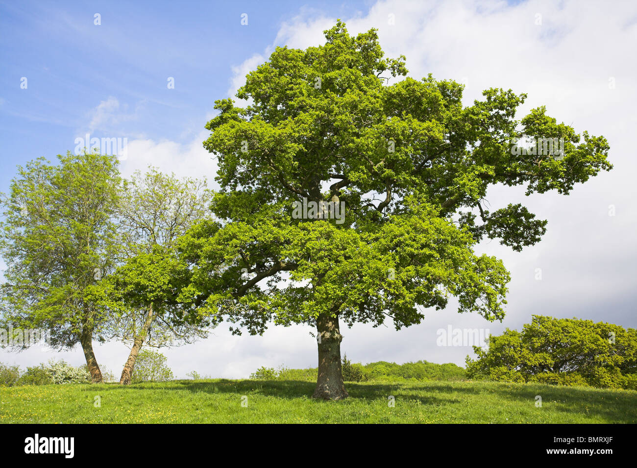 Le chêne pédonculé Quercus robur arbre dans les herbages hill-top meadow à Sinaia, Somerset, en mai. Banque D'Images