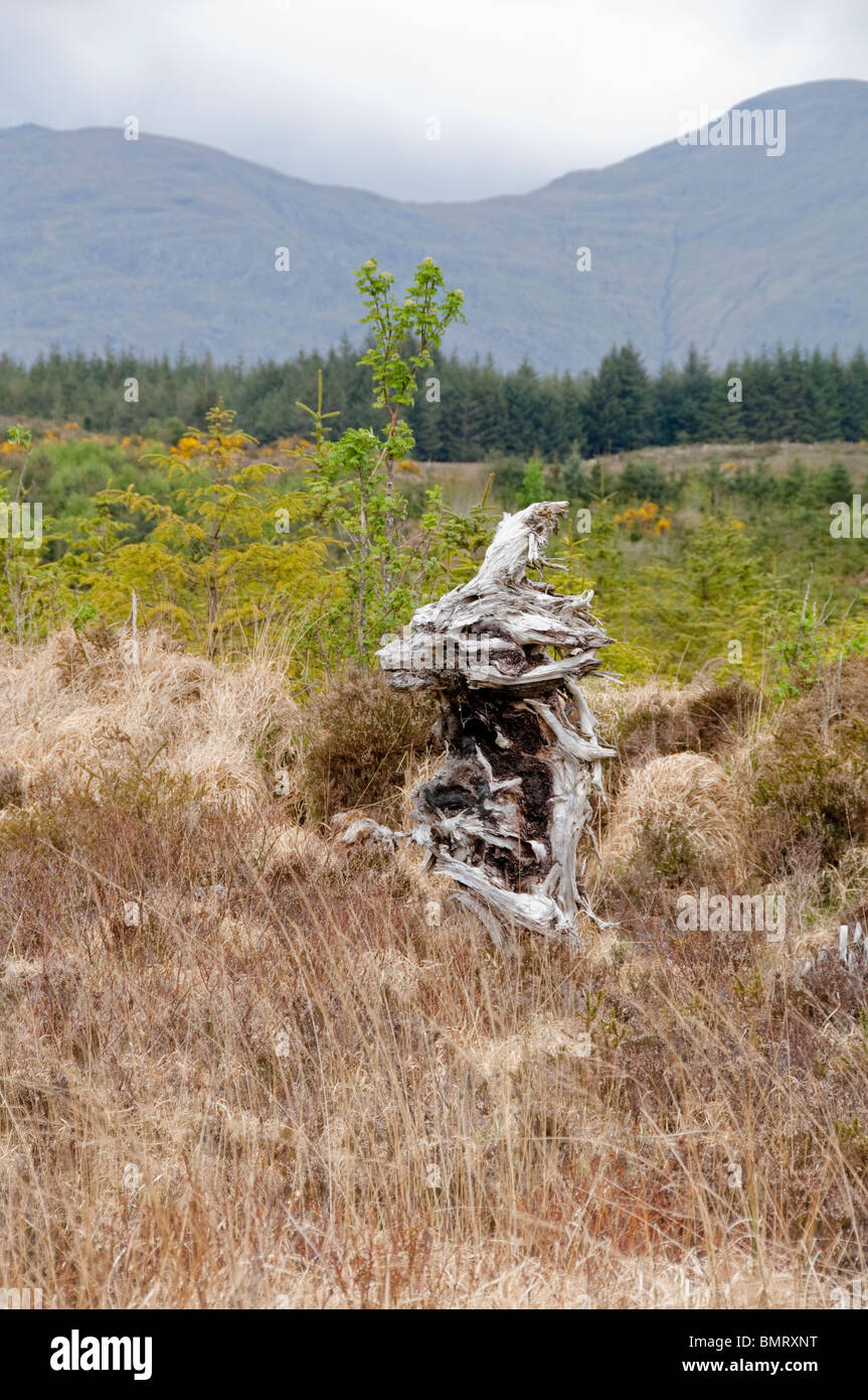 Crouching arbre dragon, souche d'arbre morte dans un terrain marécageux Banque D'Images