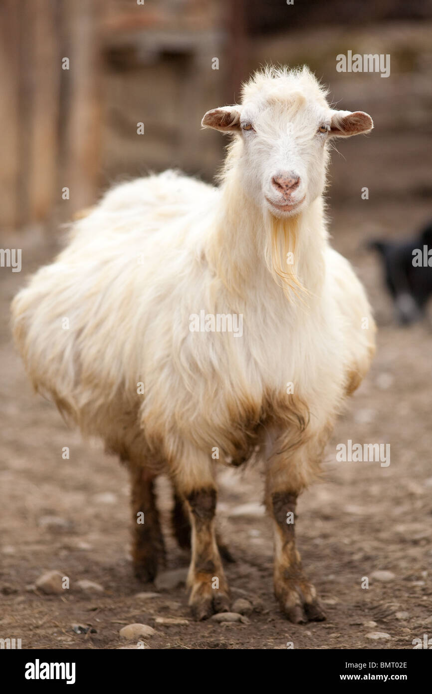 Portrait d'une chèvre blanche enceinte piscine à la campagne Photo Stock -  Alamy