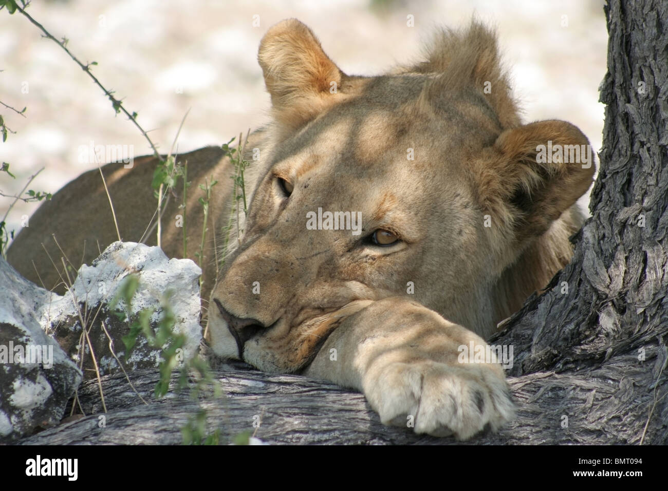 Esprit africain, jeune lion africain reste dans l'ombre tout en regardant les passant par les troupeaux d'antilopes. Banque D'Images