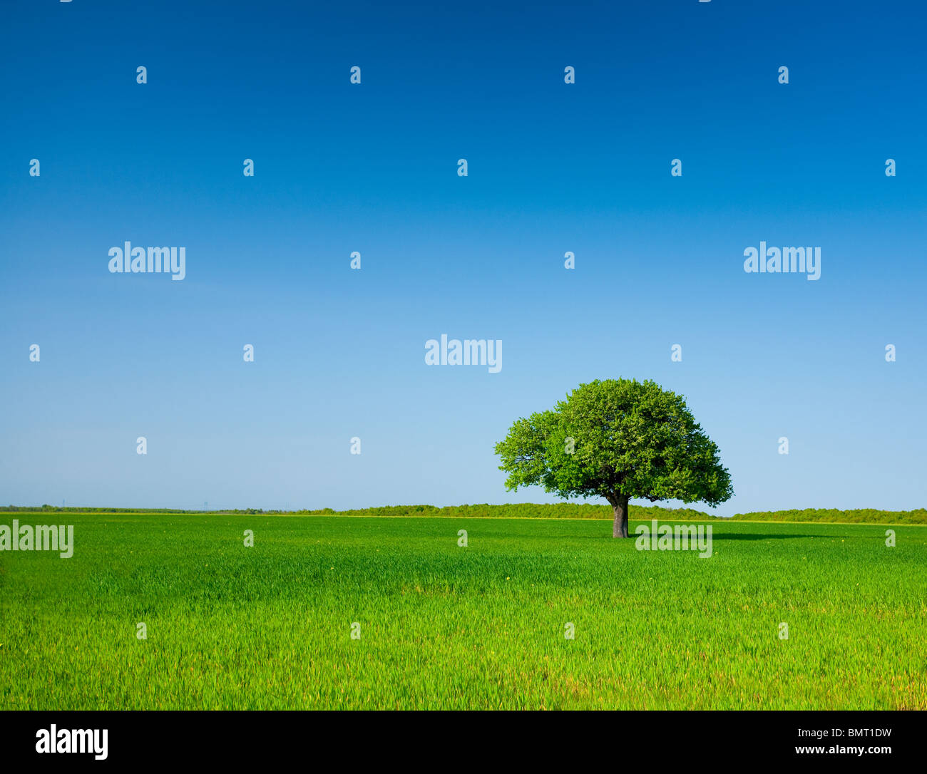 Paysage avec un arbre solitaire dans un champ de blé sous ciel bleu clair Banque D'Images