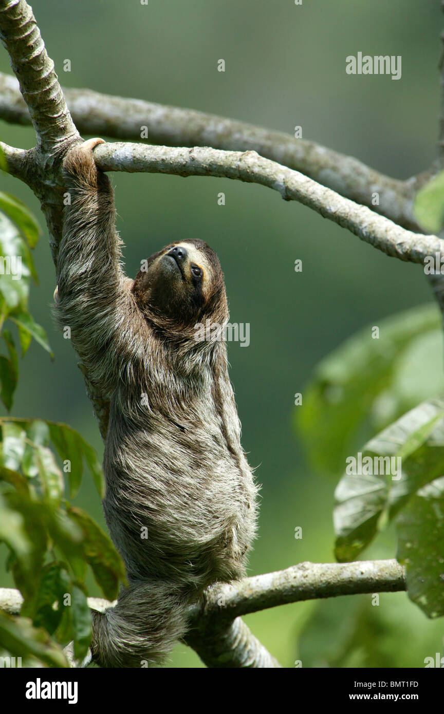 Trois-toed Sloth, Bradypus variegatus, dans les 265 hectares du parc métropolitain de la forêt tropicale, la ville de Panama, République du Panama. Banque D'Images