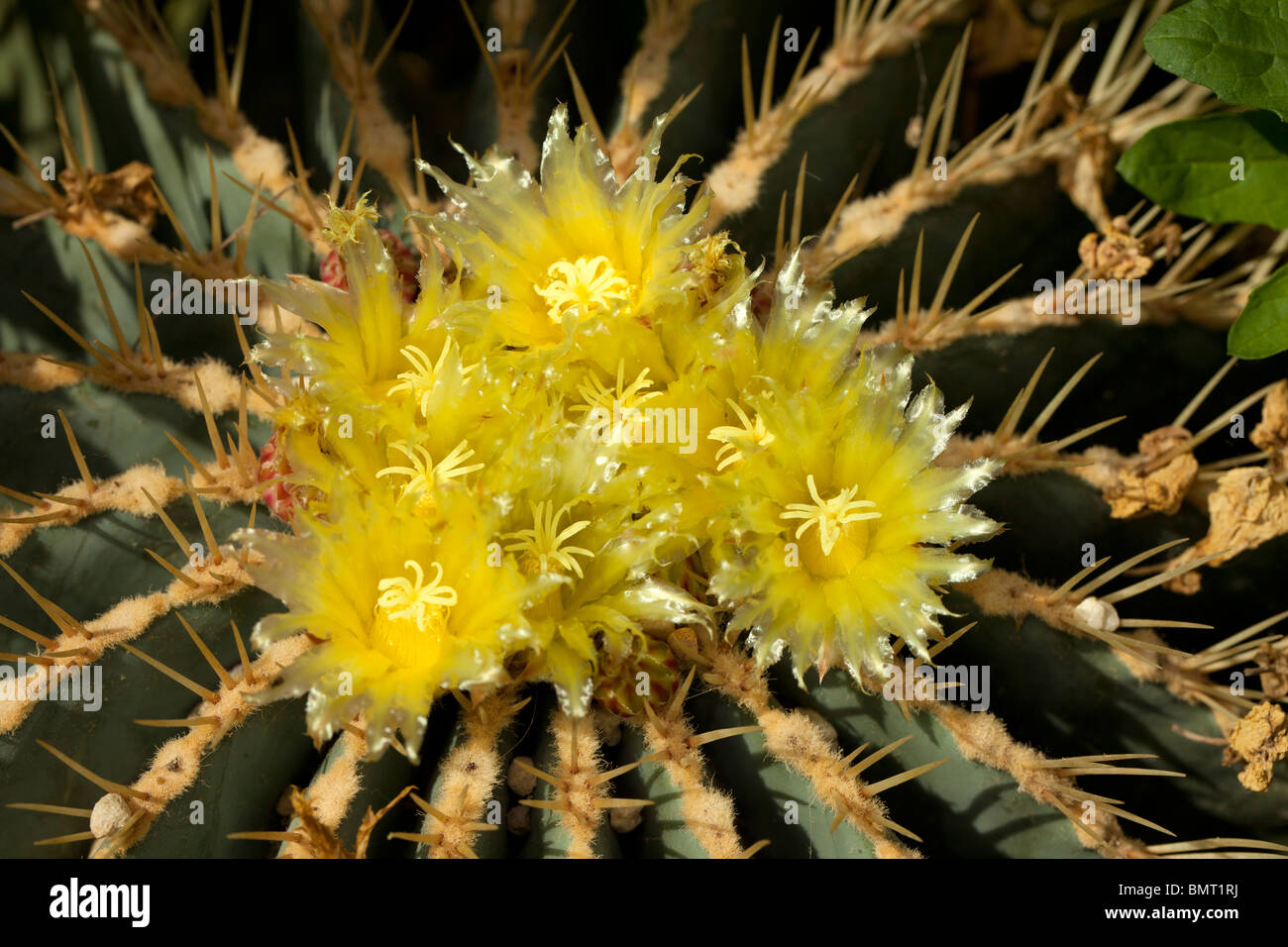 Cactus Ferocactus glaucescens (baril) Banque D'Images