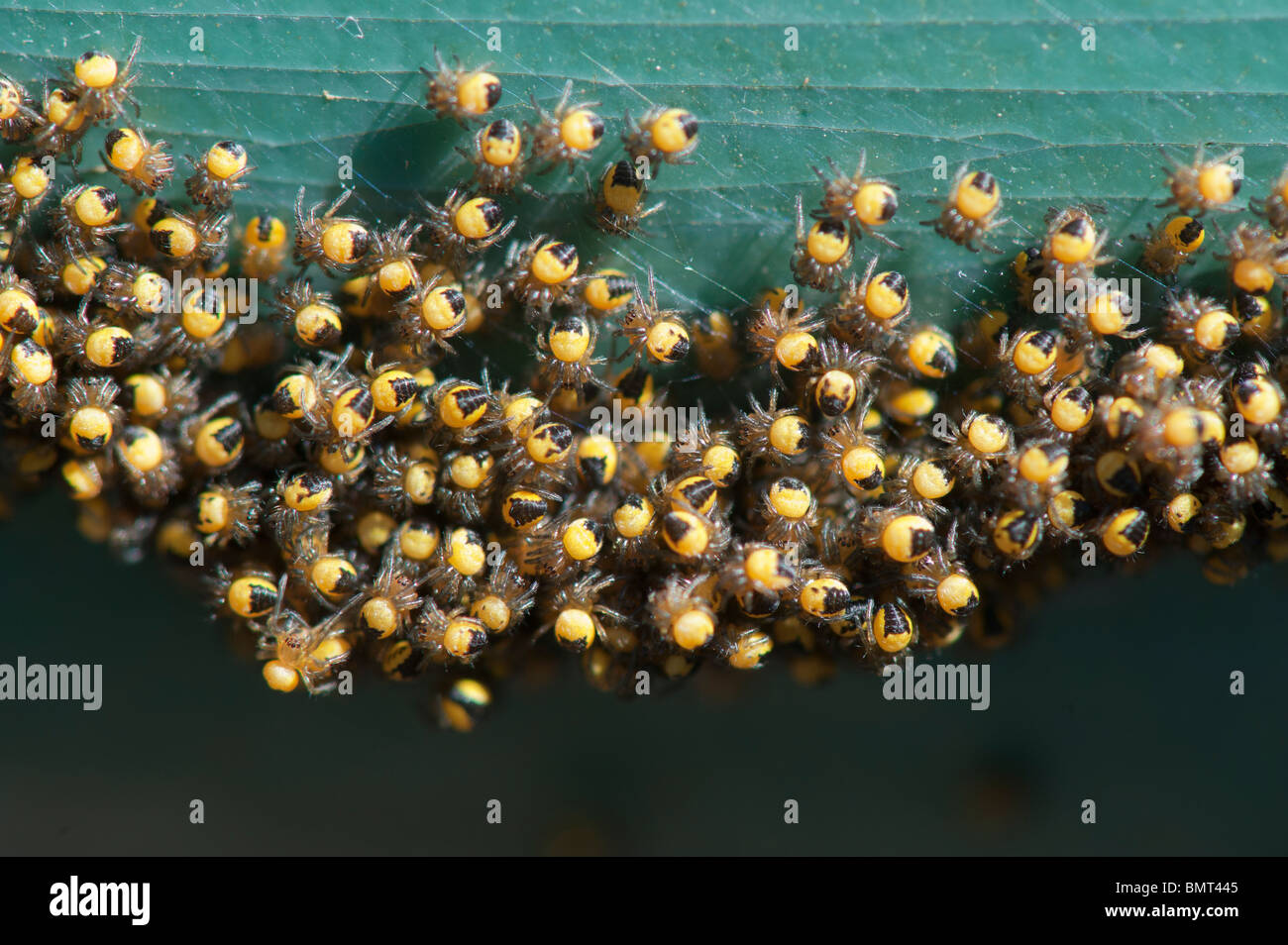 Araneus diadematus. Les jeunes araignées orbweaver macro Banque D'Images