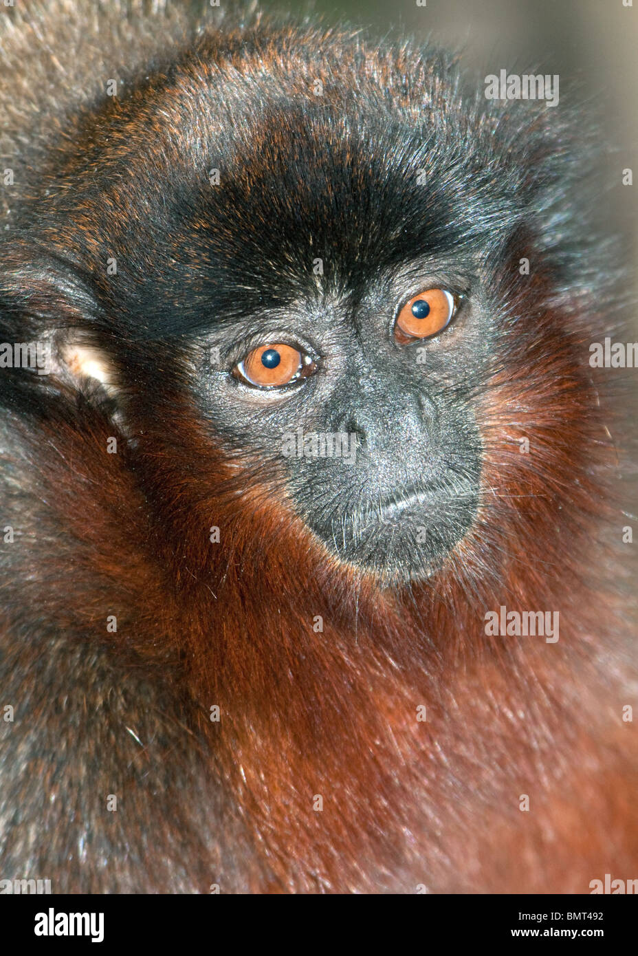 Un portrait d'un singe Titi d'Amérique du Sud Banque D'Images