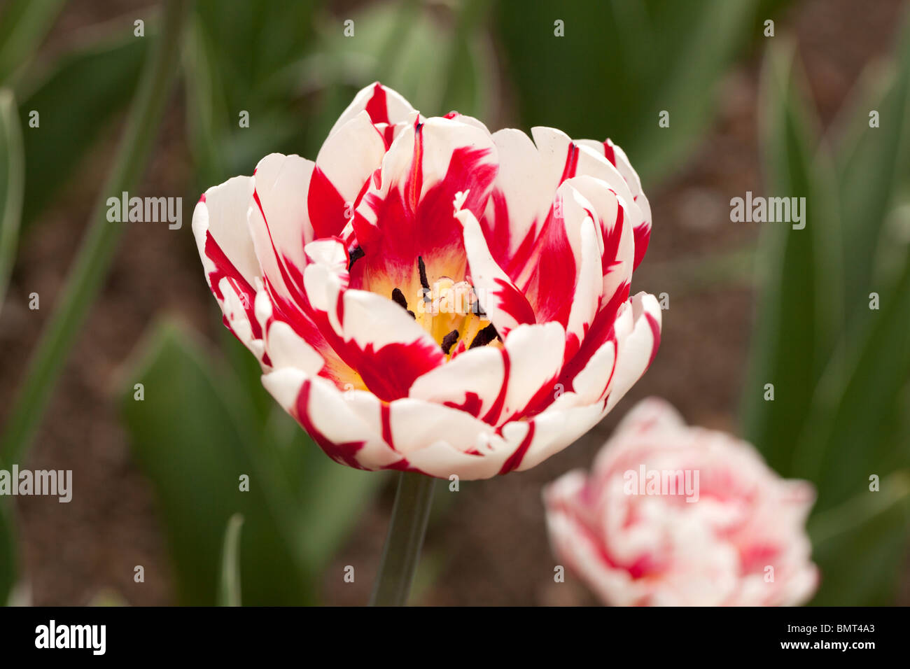 'Carnaval de Nice' Double Fin Tulip, Sen fylldblommig kerria tulpan (Tulipa Gesneriana) Banque D'Images