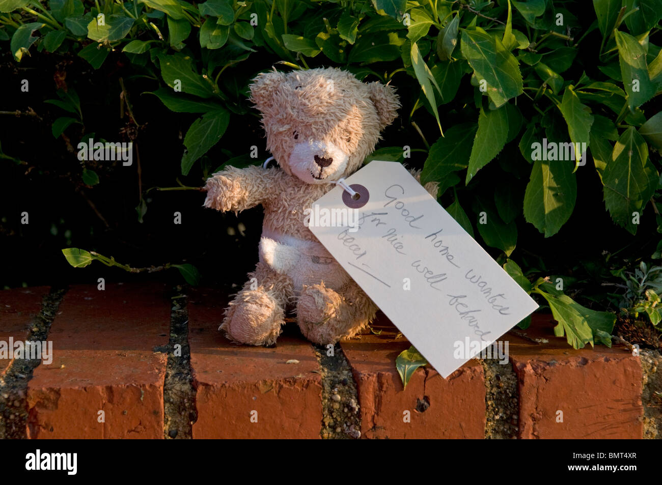Ours abandonnés à la recherche d'un bon accueil Banque D'Images