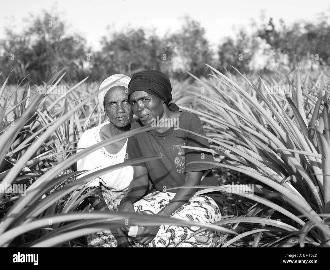 Deux dames assis dans un champ d'ananas au Rwanda, après le génocide Banque D'Images