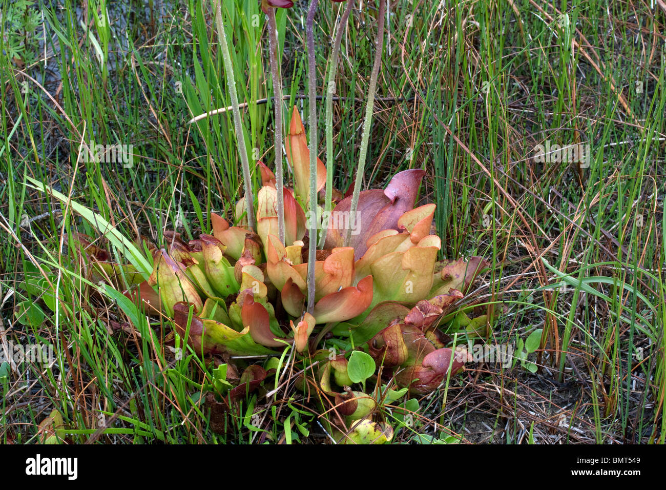 Le Nord de carnivore sarracénie Sarracenia purpurea e Amérique du Nord Banque D'Images