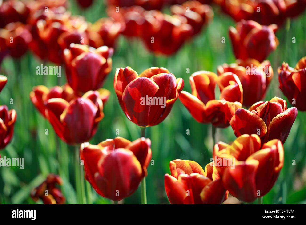 Affichage printemps glorieux de Tulipa 'Abu Hassan' Banque D'Images