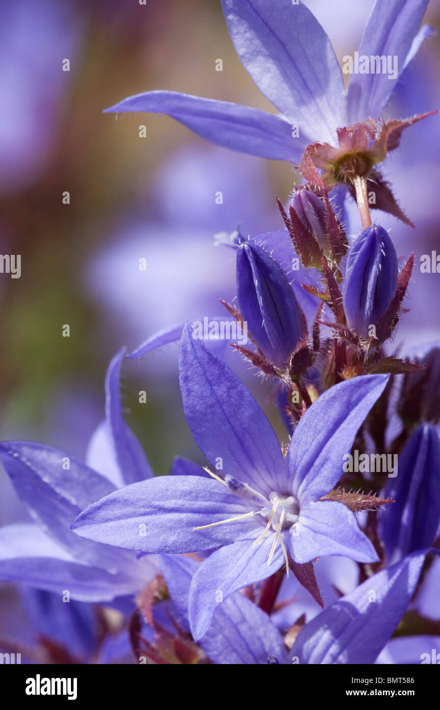 Bellflower Campanula poscharskyana arrière, Banque D'Images