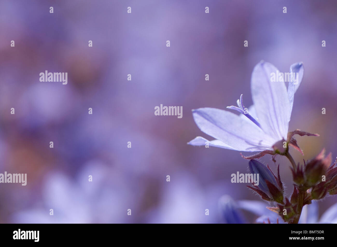 Bellflower Campanula poscharskyana arrière, Banque D'Images