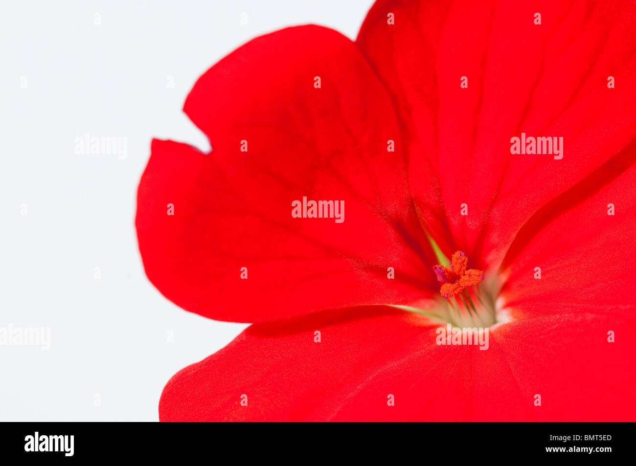 Abstract close up d'une fleur de géranium "Scarlet", un pelargonium zonale Banque D'Images