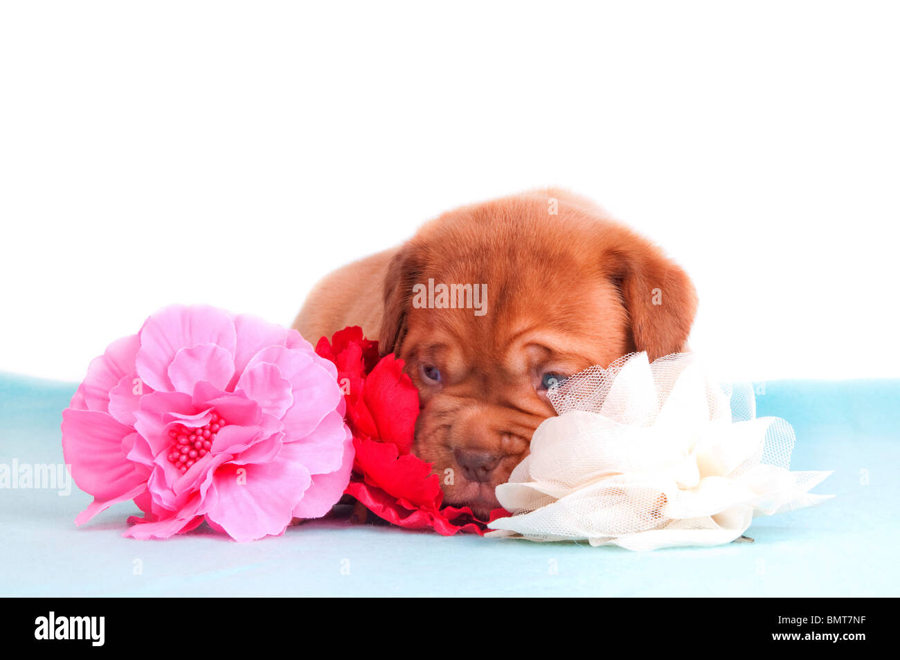 Chiot nouveau-né couché parmi quelques fleurs artificielles Banque D'Images