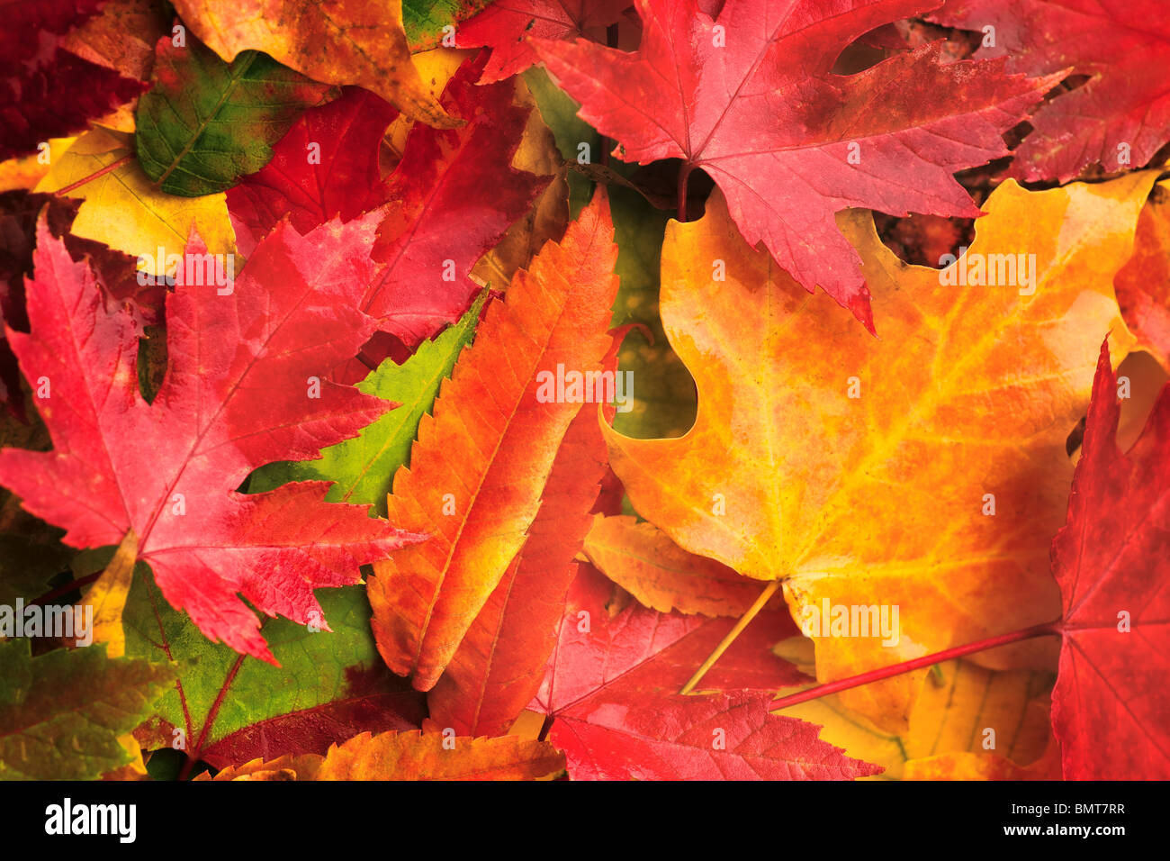 Willmar, Minnesota, United States of America ; Rouge, Jaune, orange et vert feuilles portant sur le sol en automne Banque D'Images