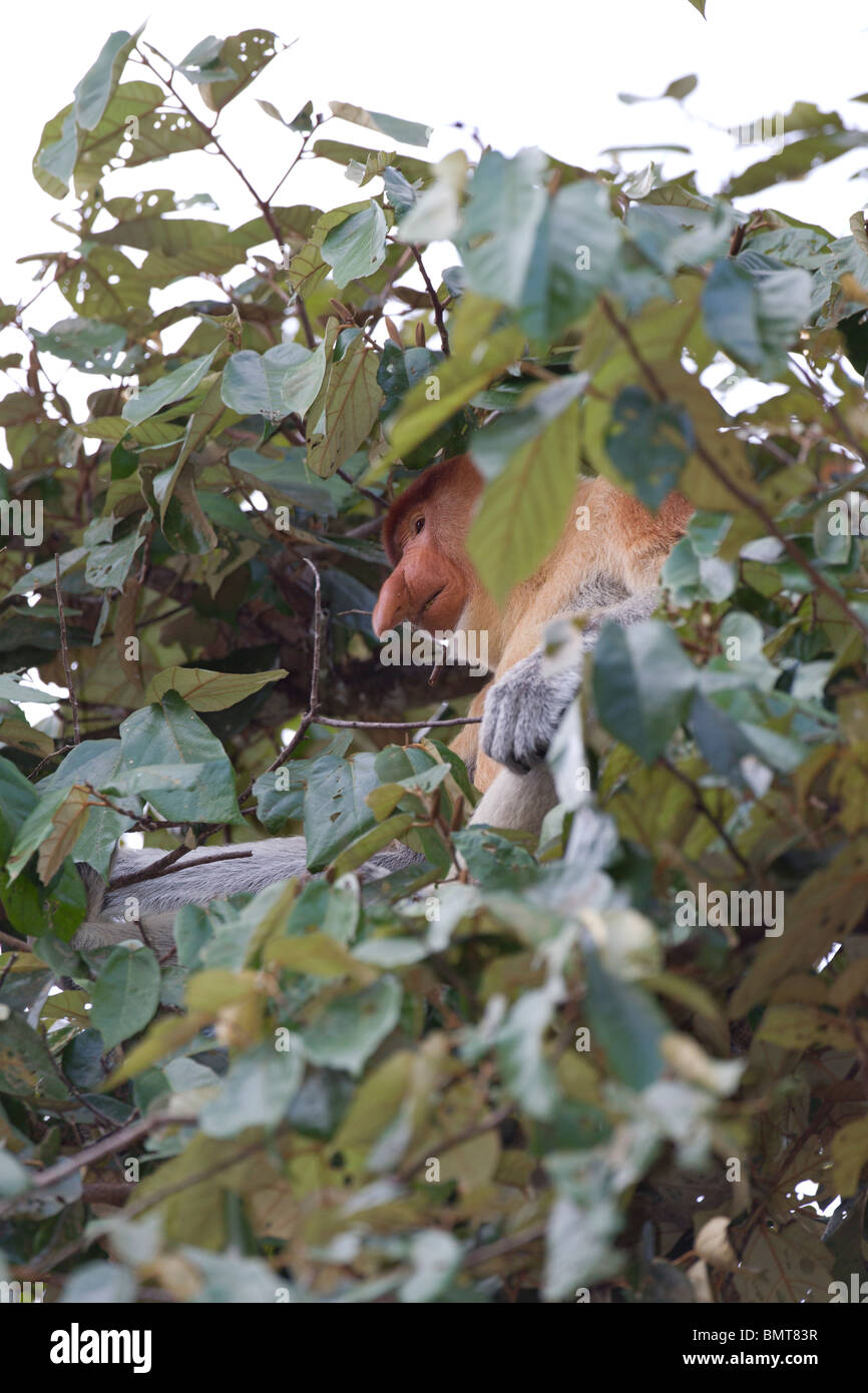 Proboscis Monkey Nasalis larvatus assis dans l'arbre au-dessus de la rivière Kinabatangan, Sabah, Bornéo, Malaisie. Banque D'Images