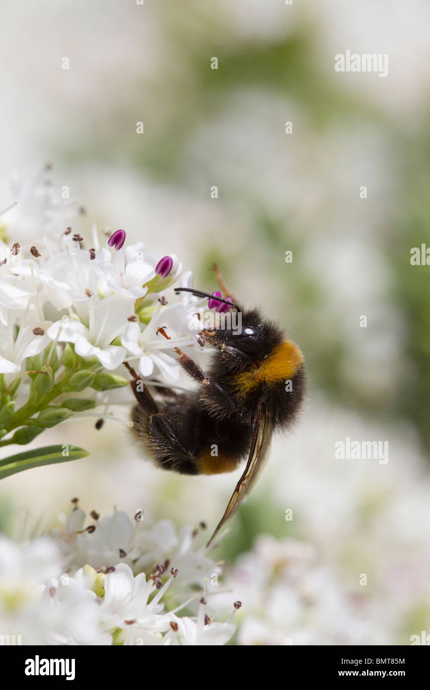 Cerf chamois bourdon Bombus terrestris sur un nectar de Hebe, bush, de Great Malvern Worcestershire, Royaume-Uni. Banque D'Images