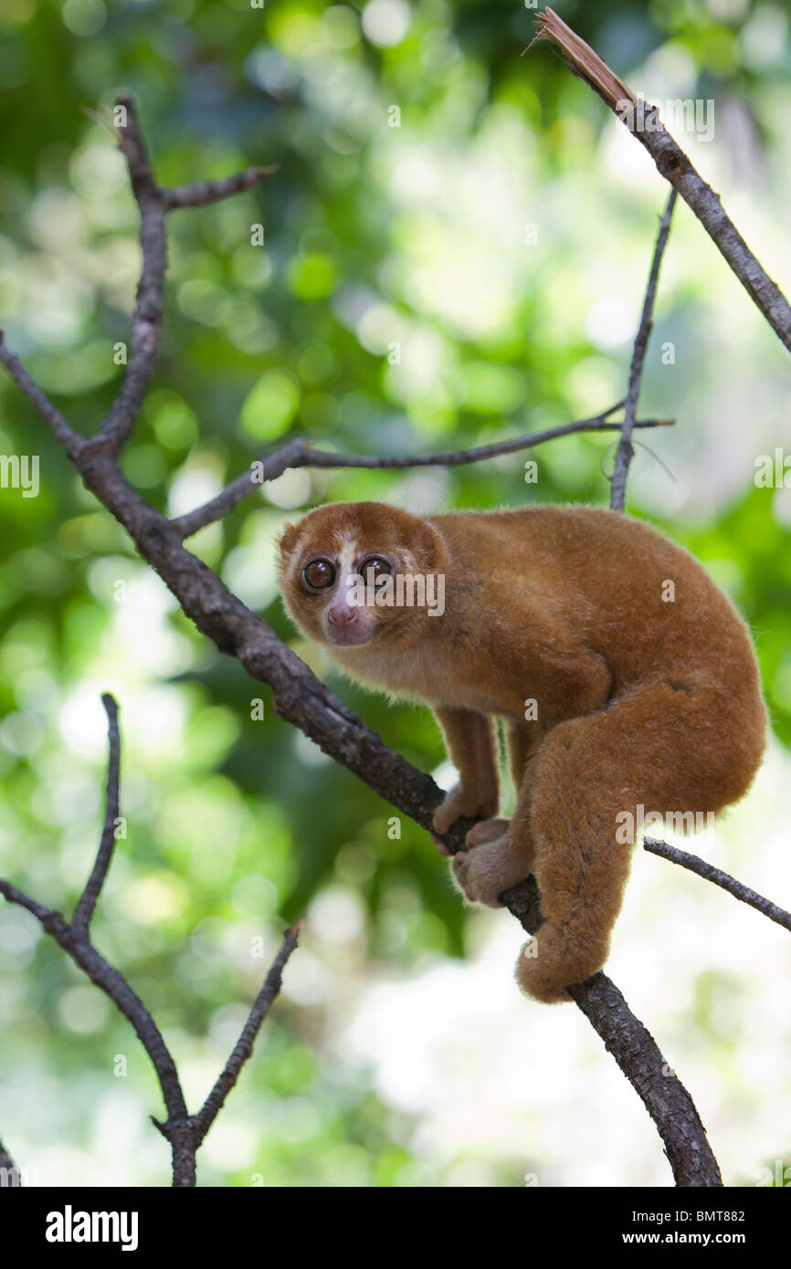 Loris lent mâle Orang Nycticebus menagensis reposant sur branch, Bornéo, Sabah, Malaisie. Banque D'Images