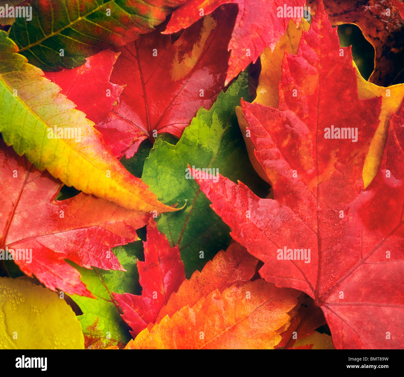 Willmar, Minnesota, United States of America ; rouge, jaune et vert feuilles portant sur le sol en automne Banque D'Images
