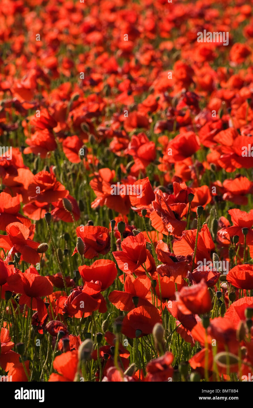 Domaine de la commune dans le Worcestershire coquelicots sauvages Banque D'Images