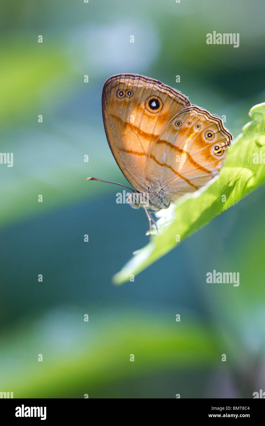 Bush commun Mycalesis anapita Orange espèce assis sur feuille, Bornéo, Sabah, Malaisie région. Banque D'Images