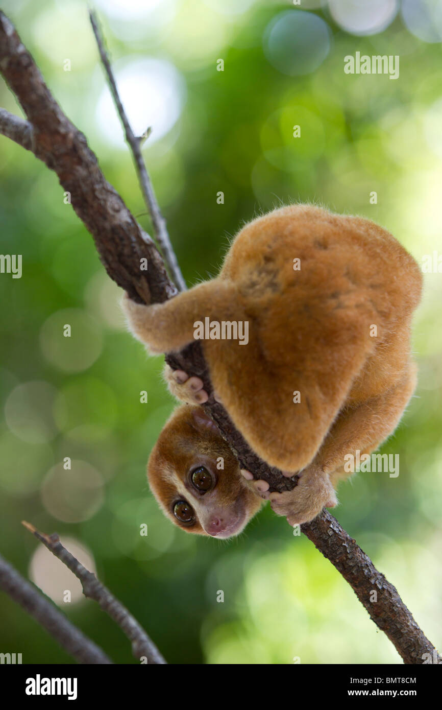 Loris lent mâle Orang Nycticebus menagensis reposant sur branch, Bornéo, Sabah, Malaisie. Banque D'Images