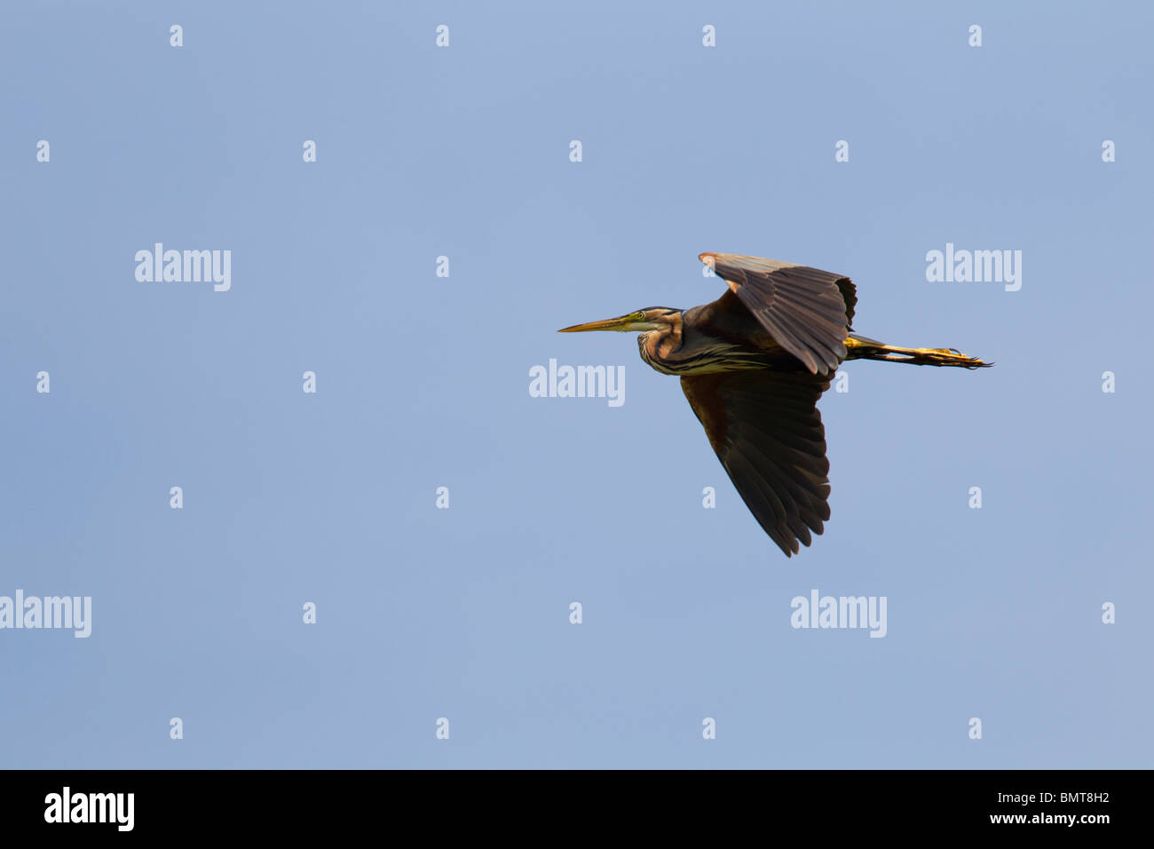 Héron pourpré Ardea purpurea voler contre le ciel bleu, la région de la Brenne, France. Banque D'Images