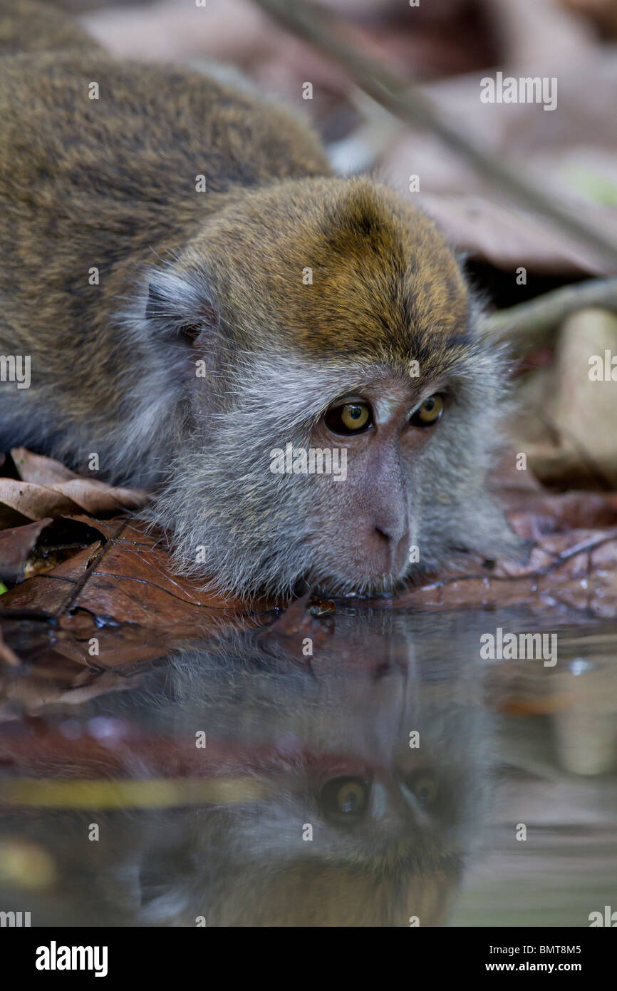 Macaca fascicularis macaque à longue queue, la rivière Kinabatangan, Sabah, Bornéo, Malaisie. Banque D'Images