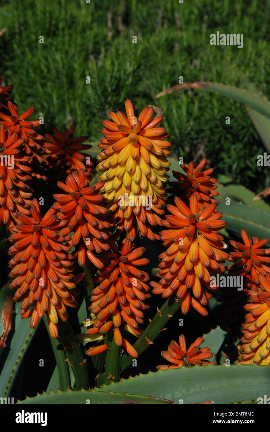 L'Aloe arborescens variegata, Velez Malaga, Costa del Sol, la province de Malaga, Andalousie, Espagne, Europe de l'Ouest. Banque D'Images