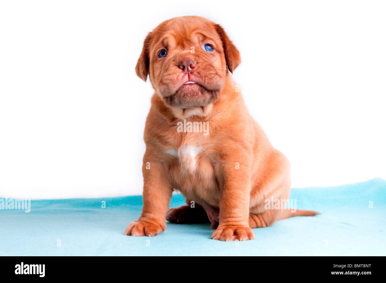 Chiot nouveau-né de dogue de Bordeaux assis Banque D'Images