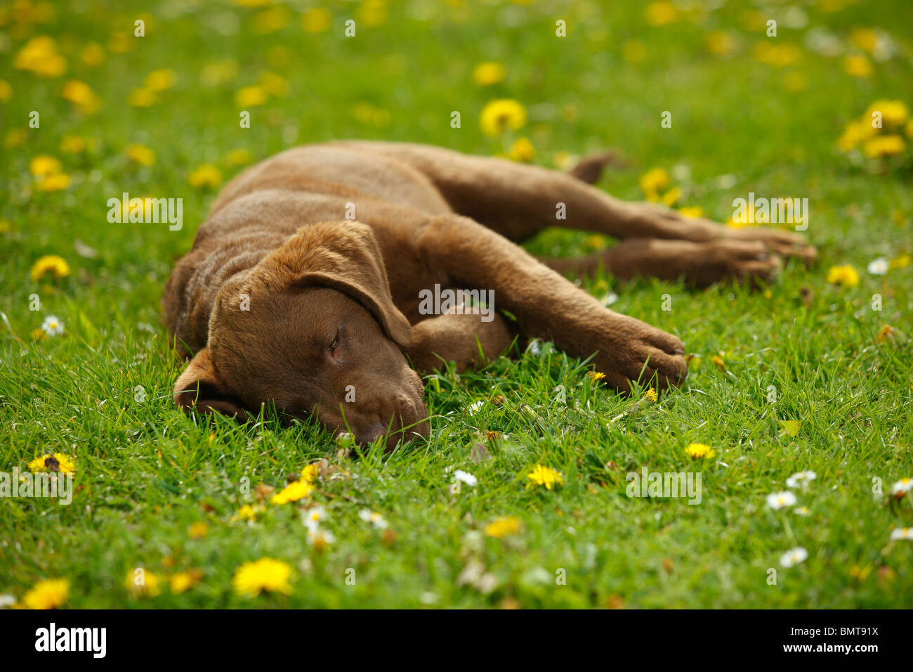 Chesapeake Bay Retriever, chiot, 14 semaines Banque D'Images