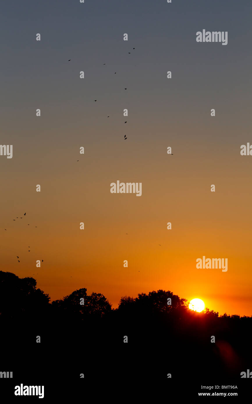 Coucher de soleil sur bois avec rookery, Herefordshire, collines de Malvern. Banque D'Images