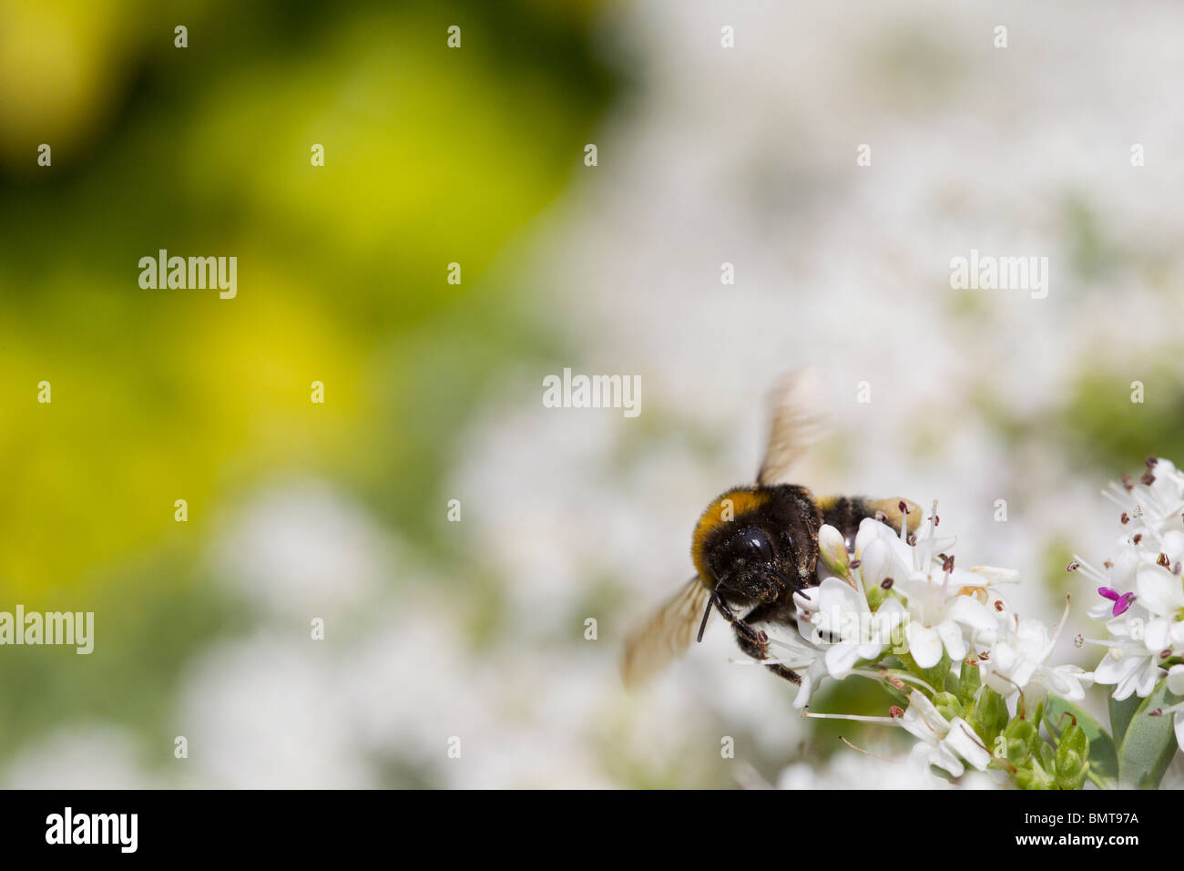 Cerf chamois bourdon Bombus terrestris sur un nectar de Hebe, bush, de Great Malvern Worcestershire, Royaume-Uni. Banque D'Images