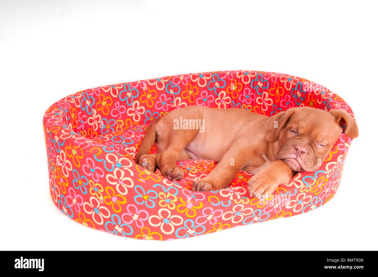 Un très petit chiot dormir dans son lit rose Banque D'Images