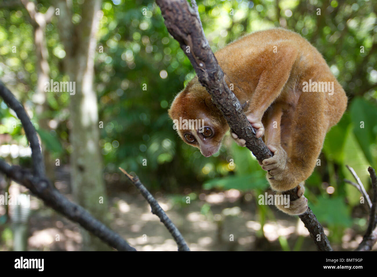 Loris lent mâle Orang Nycticebus menagensis reposant sur branch, Bornéo, Sabah, Malaisie. Banque D'Images