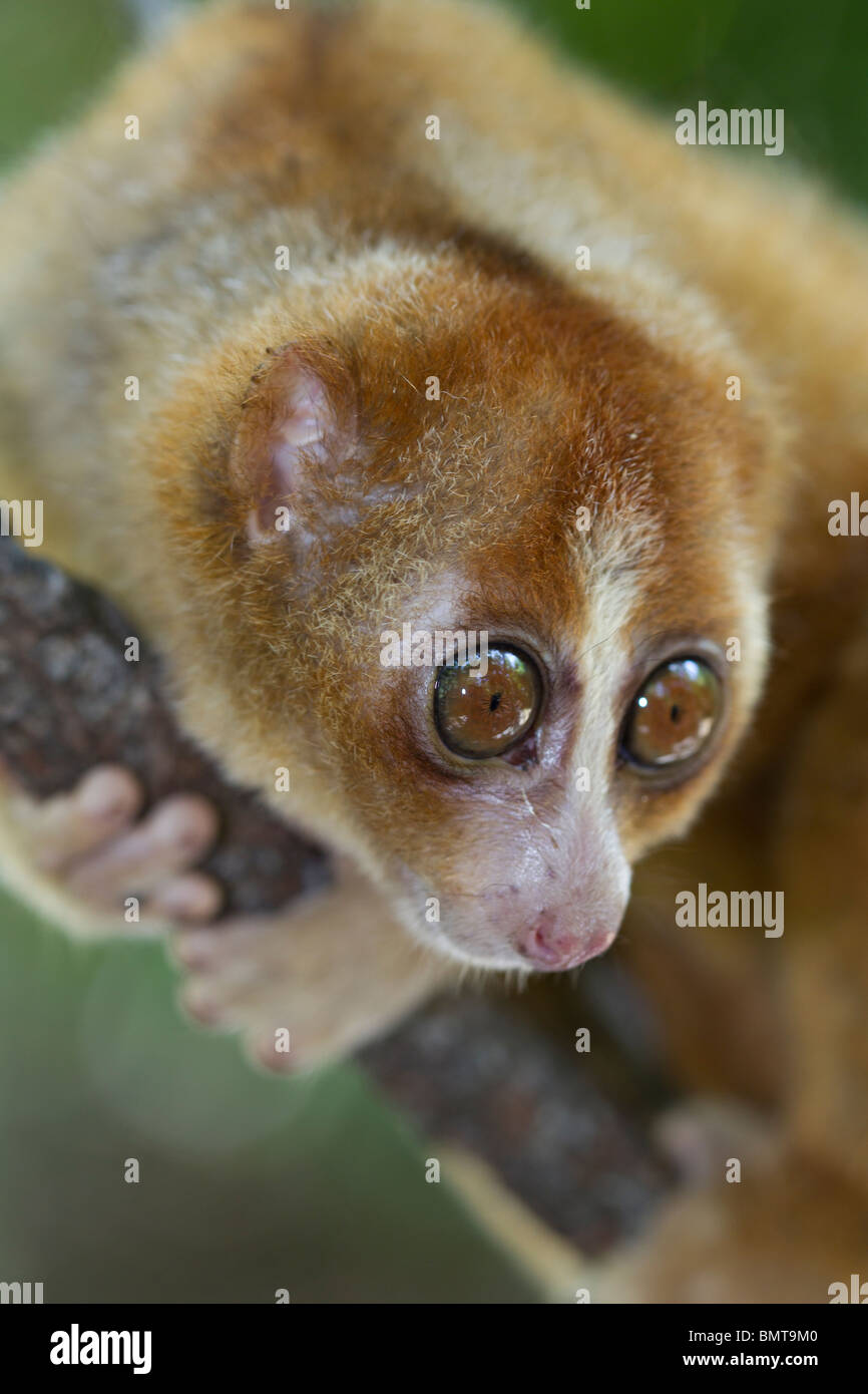 Loris lent mâle Orang Nycticebus menagensis reposant sur branch, Bornéo, Sabah, Malaisie. Banque D'Images