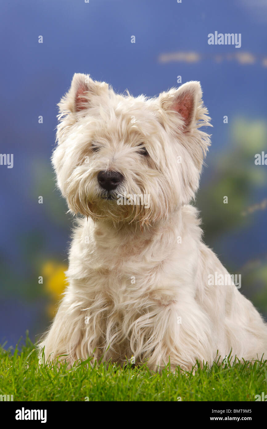 West Highland White Terrier, 12 ans / Westie Banque D'Images